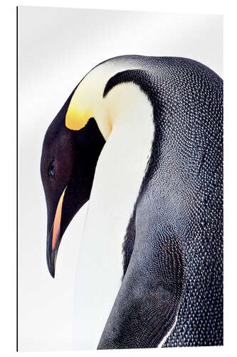 Gallery print Portrait of an emperor penguin