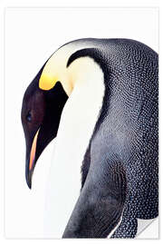 Selvklebende plakat Portrait of an emperor penguin