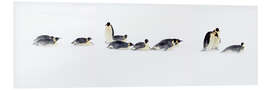 Foam board print Journey of the emperor penguins