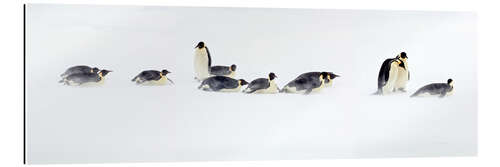 Gallery print Journey of the emperor penguins