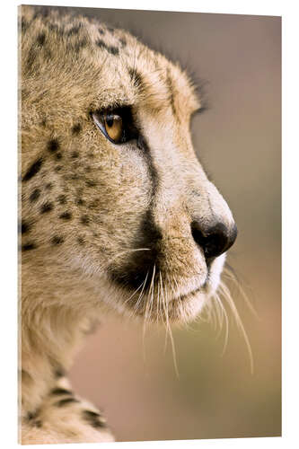 Akrylbilde Profile of a cheetah