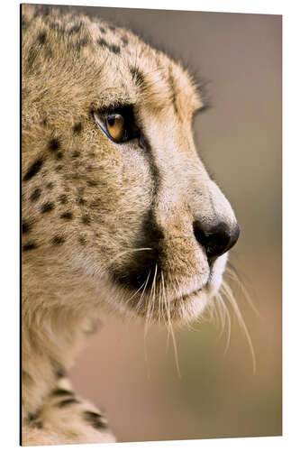 Aluminium print Profile of a cheetah