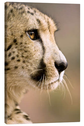 Canvas print Profile of a cheetah