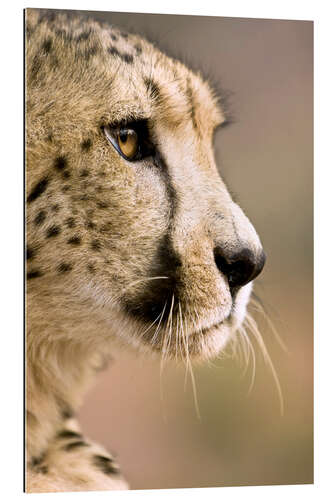 Galleriprint Profile of a cheetah