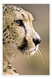 Veggbilde  Profile of a cheetah - Janet Muir