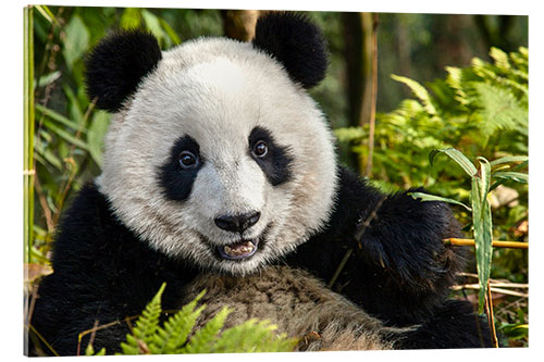 Acrylic print Portrait of a Chengdu panda