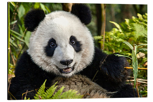 Aluminiumtavla Portrait of a Chengdu panda