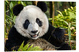 Gallery print Portrait of a Chengdu panda