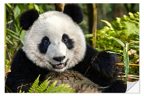 Vinilo para la pared Retrato de un panda de Chengdu