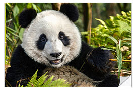 Självhäftande poster Portrait of a Chengdu panda