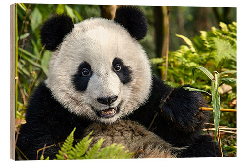 Trebilde Portrait of a Chengdu panda