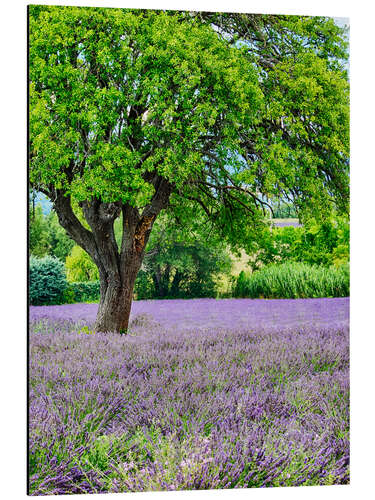 Cuadro de aluminio Campo de lavanda en la Provenza