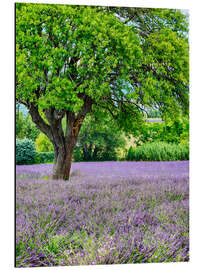 Tableau en aluminium Champ de lavande en Provence