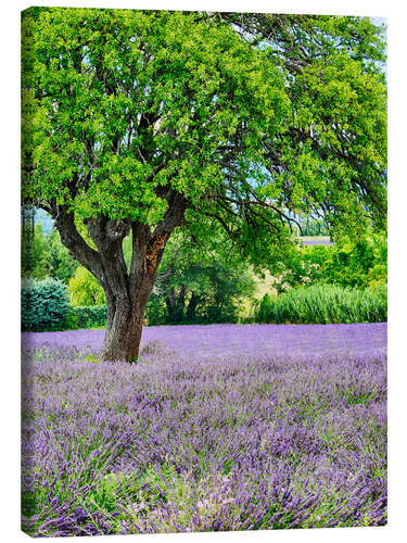 Tableau sur toile Champ de lavande en Provence