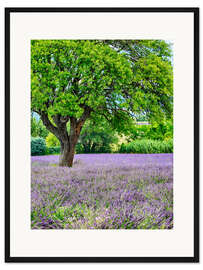 Gerahmter Kunstdruck Lavendel-Feld in der Provence
