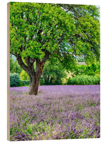 Wood print Lavender field in Provence