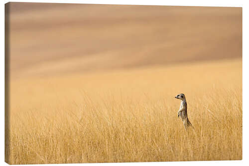 Lærredsbillede Meerkats in the prairie