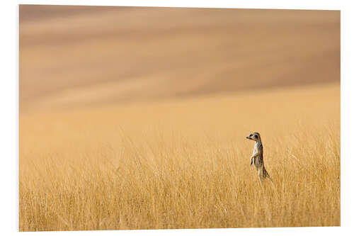 Quadro em PVC Meerkats na pradaria