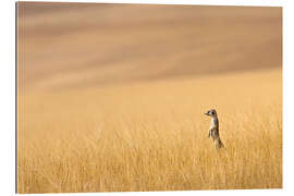 Gallery print Meerkats in the prairie