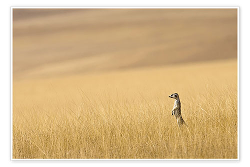 Poster Meerkats in the prairie