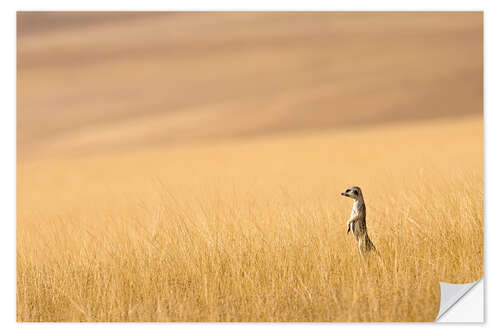 Sticker mural Suricate dans une prairie