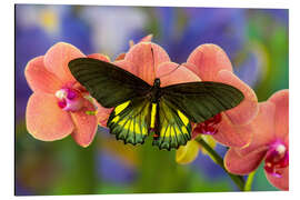 Tableau en aluminium Machaon sur une orchidée