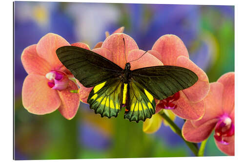 Gallery print Belus swallowtail