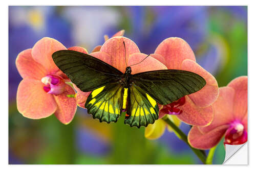 Vinilo para la pared Belus swallowtail