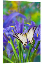 Aluminium print Swallowtail butterfly