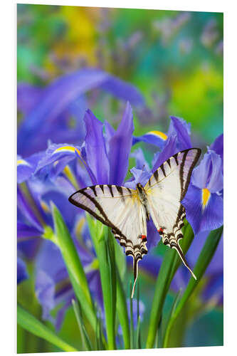 Tableau en PVC Papillon machaon