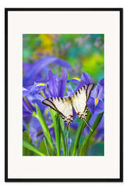 Gerahmter Kunstdruck Schwalbenschwanz Schmetterling