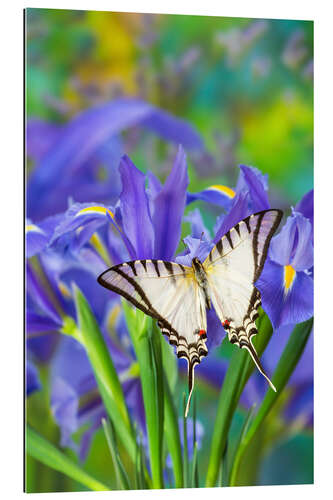 Galleritryck Swallowtail butterfly