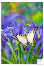 Selvklæbende plakat Swallowtail butterfly