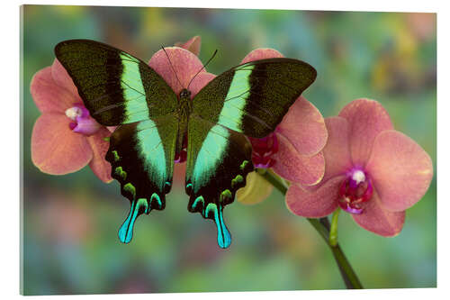 Acrylic print Green swallowtail