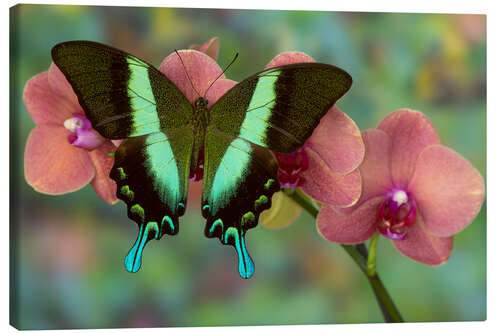 Canvas print Green swallowtail