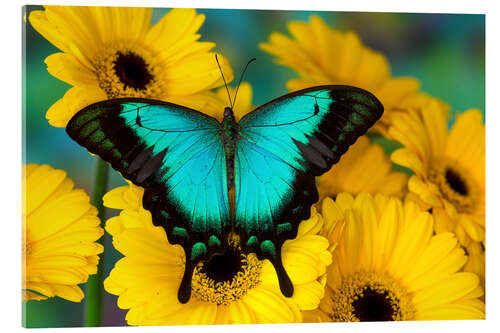 Acrylic print Sea Green Swallowtail Butterfly