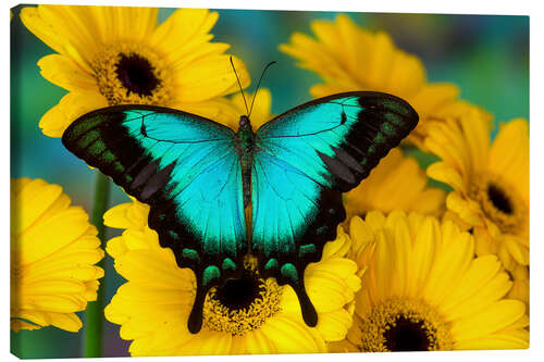 Canvas print Sea green swallowtail