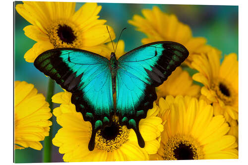 Galleritryck Sea green swallowtail