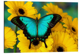 Magnettafel Seegrüner Schwalbenschwanz