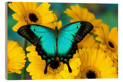 Wood print Sea Green Swallowtail Butterfly