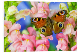 Aluminium print The European peacock butterfly