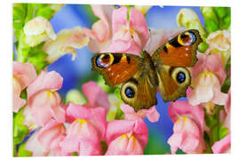 Foam board print The European peacock butterfly