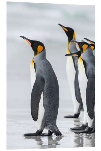 Stampa su vetro acrilico King Penguins su Falkand Islands