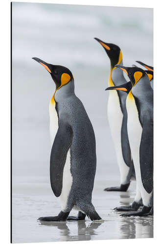 Aluminium print King Penguins on Falkand Islands