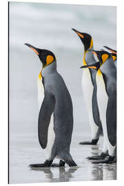 Obraz na aluminium King Penguins on Falkand Islands