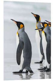 Foam board print King Penguins on Falkand Islands