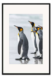 Gerahmter Kunstdruck Königspinguine auf Falkandinseln