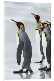 Gallery print King Penguins on Falkand Islands