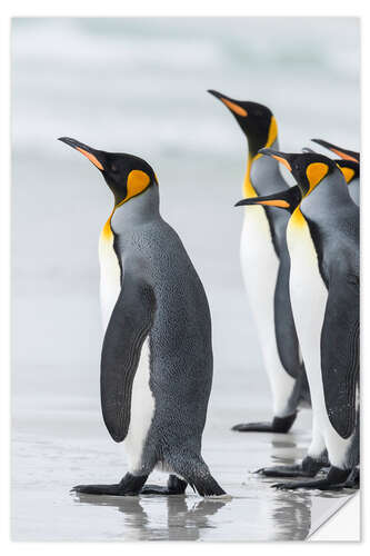 Naklejka na ścianę King Penguins on Falkand Islands