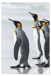 Selvklæbende plakat King Penguins on Falkand Islands